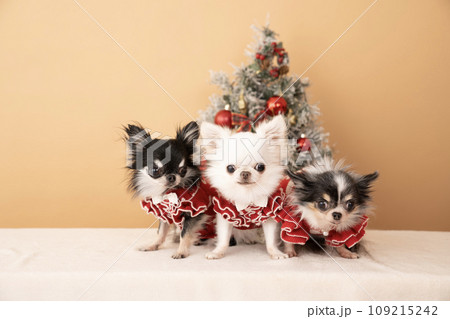 クリスマスツリーと3匹のチワワ クリスマスツリーと3匹のチワワ 109215242