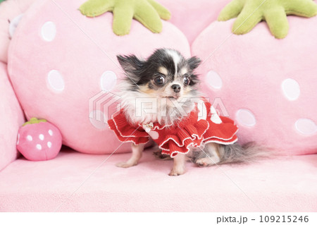 ピンクのソファーにのったチワワ 109215246
