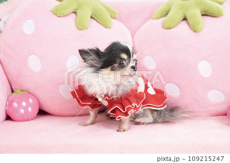 ピンクのソファーにのったチワワ ピンクのソファーにのったチワワ 109215247