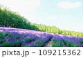 広がるラベンダー畑 109215362