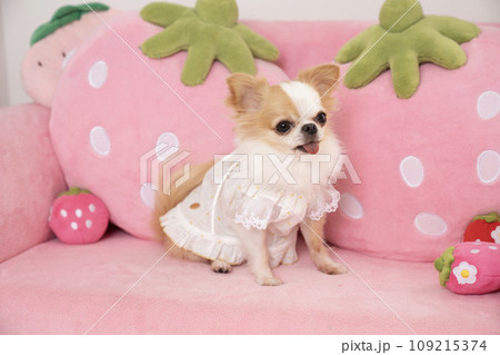 chihuahua in pink dress Chihuahua, Dress 
