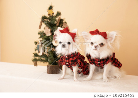 クリスマスツリーとチワワのモチとココ 109215455
