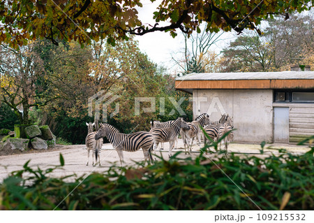 ドイツのデュイスブルク動物園でのシマウマたち 109215532