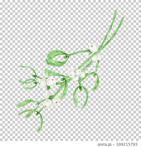 Bouquet of Mistletoe evergreen branches with leaves and white berries. Watercolor hand drawn botanical illustration of Christmas symbol. Plant for homeopathy, medicine. Elements for winter prints Bouquet of Mistletoe evergreen branches with leaves and white berries. Watercolor hand drawn botanical illustration of Christmas symbol. Plant for homeopathy, medicine. Elements for winter prints 109215793