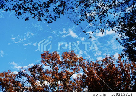 紅葉と青空 109215812