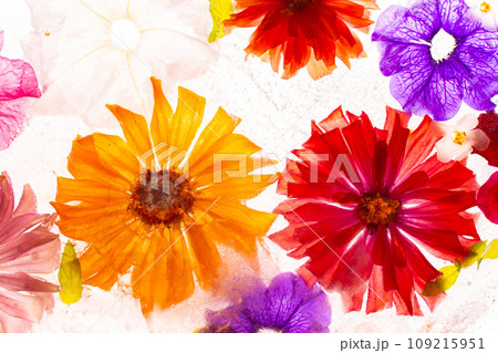 Background of frozen flowers in ice Background of frozen flowers in ice 109215951