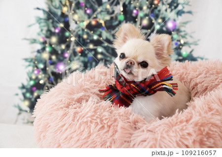 クリスマスツリーとマフラーを巻いたチワワのムー 109216057