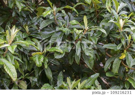 Japanese medlar close-up with green leaves. 109216231
