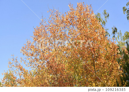 Yellow-green autumn beautiful forest in the afternoon. Beautiful golden forest next to the road. Yellow-green autumn beautiful forest in the afternoon. Beautiful golden forest next to the road. 109216385