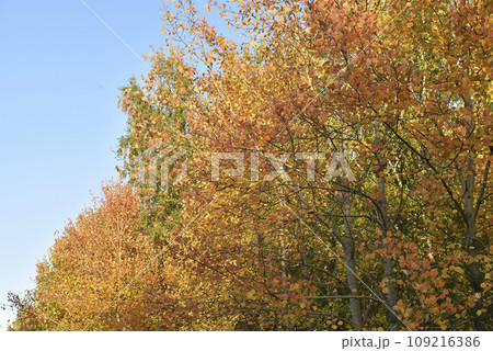 Yellow-green autumn beautiful forest in the afternoon. Beautiful golden forest next to the road. Yellow-green autumn beautiful forest in the afternoon. Beautiful golden forest next to the road. 109216386