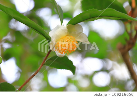 茶の木（チャノキ）の花とつぼみ 109216656