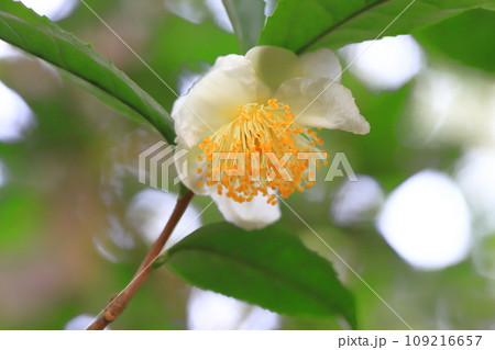 茶の木（チャノキ）の花とつぼみ 109216657