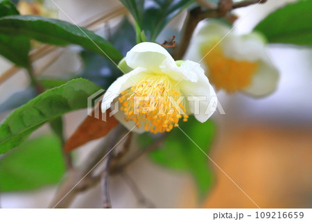 茶の木(チャノキ)の花とつぼみ 茶の木(チャノキ)の花とつぼみ 109216659