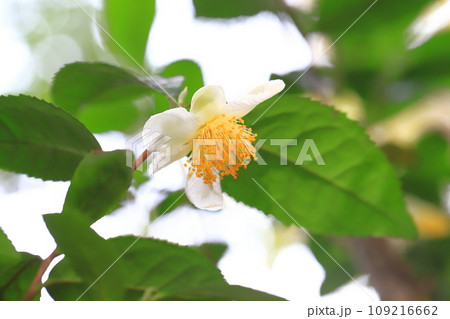 茶の木（チャノキ）の花とつぼみ 109216662