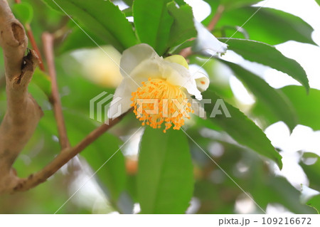 茶の木（チャノキ）の花とつぼみ 109216672