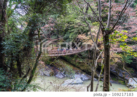 【徳島】祖谷のかずら橋【秋】 【徳島】祖谷のかずら橋【秋】 109217183