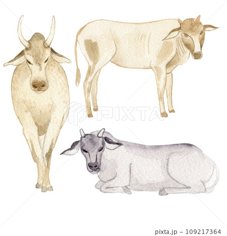 Indian Traditional Cow. Clipart. Watercolor hand drawn art illustration on white background. For cards, handmade textiles, prints, menus, poster. 109217364