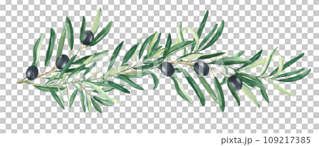 Olive branch with black olives isolated on white background. Watercolor hand drawn botanical illustration. Can be used for cards, menu and logos. For cosmetic or food packaging design Olive branch with black olives isolated on white background. Watercolor hand drawn botanical illustration. Can be used for cards, menu and logos. For cosmetic or food packaging design 109217385
