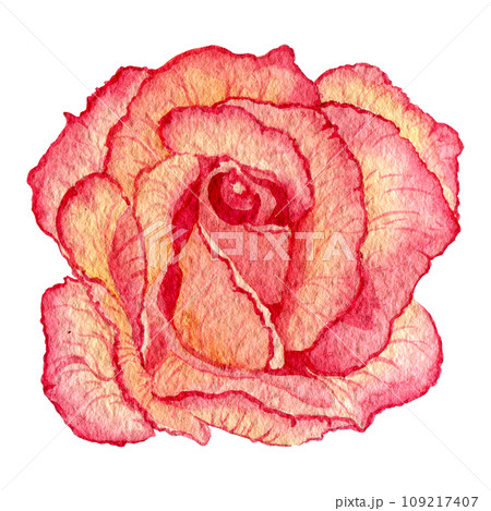 Beautiful blooming roses isolated on white background. Clipart. Petal and bud with green stem and leaf. For cards, handmade textiles, prints, menus, posters 109217407