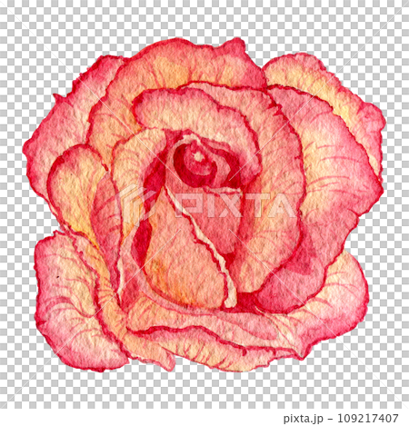 Beautiful blooming roses isolated on white background. Clipart. Petal and bud with green stem and leaf. For cards, handmade textiles, prints, menus, posters 109217407