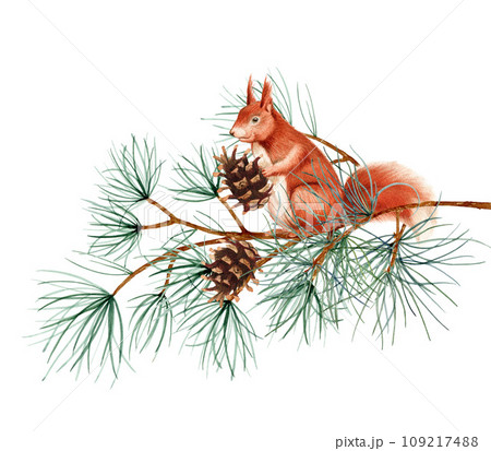 A squirrel sits on tree branches with pine cones. Watercolor art illustration on a white background. For cards, handmade textiles, prints, menus, posters 109217488