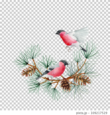 A squirrel sits on tree branches with pine cones. Watercolor art illustration on a white background. For cards, handmade textiles, prints, menus, posters. A squirrel sits on tree branches with pine cones. Watercolor art illustration on a white background. For cards, handmade textiles, prints, menus, posters. 109217529