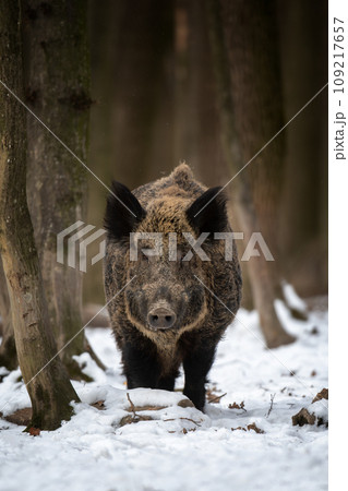 Wild boar in winter forest. Animal in nature habitat. Big mammal. Wildlife scene 109217657