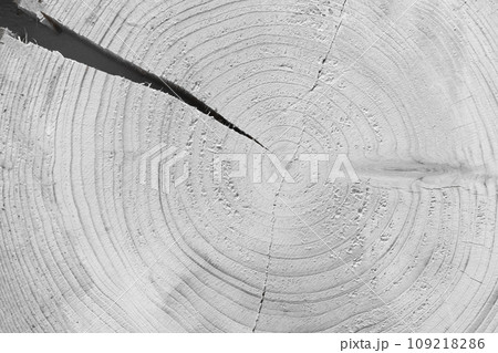 Cracked close-up on round annual tree ring texture wood background white material broken wooden grey damage 109218286