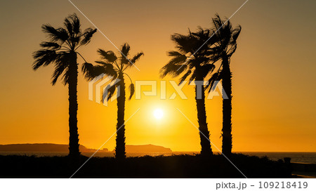 Silhouettes of palm tress at the beach of Essaouira city, Morocco. The town's windswept beaches are a breath of fresh air, attracting both surfers and those seeking a tranquil escape 109218419