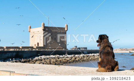 Dog sitting by Sqala du Port, a historic fortress overlooking the Atlantic Ocean at the fishing port of Essaouira with many seagulls flying overhead, Morocco. 109218423