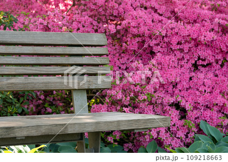 Bench with flowers in the public garden. Beautiful natural park with blooming bushes in the summer. Simple wooden bench in an outdoor park on a sunny day 109218663