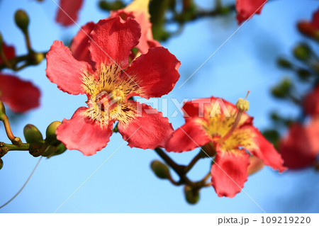 花 フラワー お花 109219220