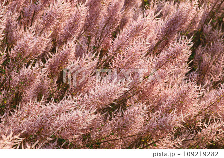 花 フラワー お花 109219282