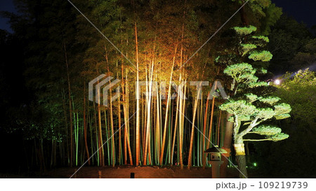 岡山後楽園ライトアップ15 岡山後楽園ライトアップ15 109219739