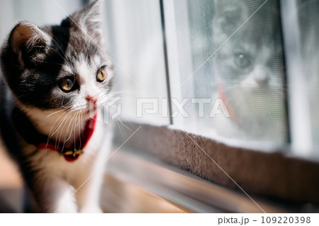 窓辺の子猫 窓辺の子猫 109220398