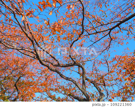 秋の中川遊歩道から見た紅葉した桜 109221360