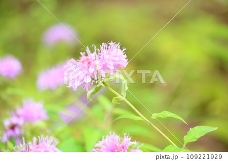 ワイルドベルガモットの花 109221929