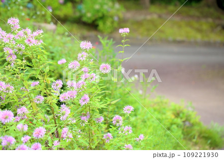 ワイルドベルガモットの花 109221930
