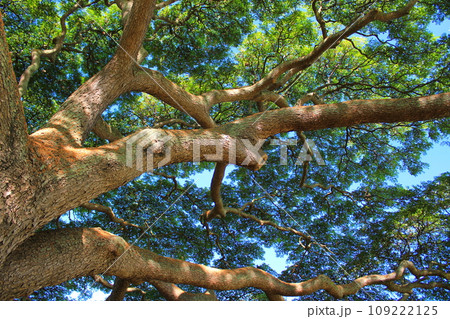 モンキーポッドから木漏れ日が降り注ぐ（アメリカ合衆国 ハワイ州） 109222125