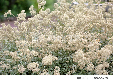 ヘリクリサム ペティオラレの花 ヘリクリサム ペティオラレの花 109223791