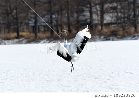 着地に成功してドヤ顔 着地に成功してドヤ顔 109223826