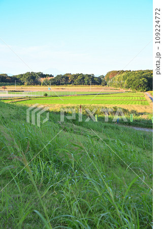 サイクリングロードからの風景 初秋の頃 荒川土手からの眺め サイクリングロードからの風景 初秋の頃 荒川土手からの眺め 109224772