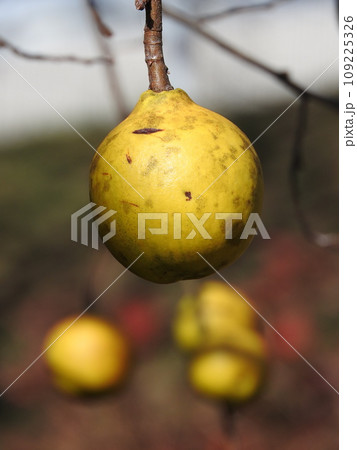 カリン（花梨）の果実 109225326