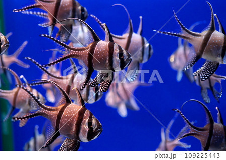 アマノガワテンジクダイの群れ アマノガワテンジクダイの群れ 109225443