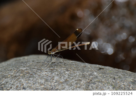 ミヤマカワトンボ 109225524