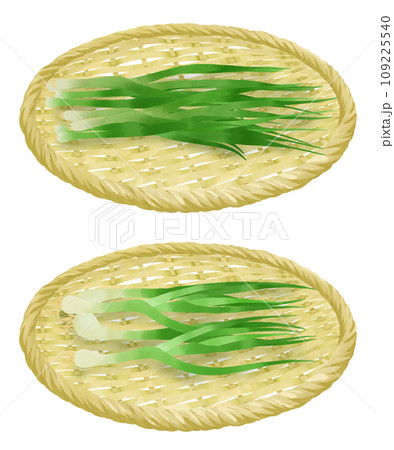 ザルにのった万能ネギとわけぎのイラストセット ザルにのった万能ネギとわけぎのイラストセット 109225540