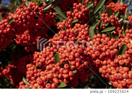 Closeup Heap Of Pyracantha Orange Red Berries, Firethorn. Evergreen Shrub In Landscaping, Rosaceae Family. Fertile Plant, Gardening Or Landscape Design. Horizontal Plane 109225824
