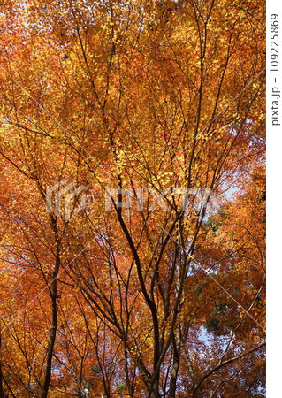 紅葉のイメージ 109225869