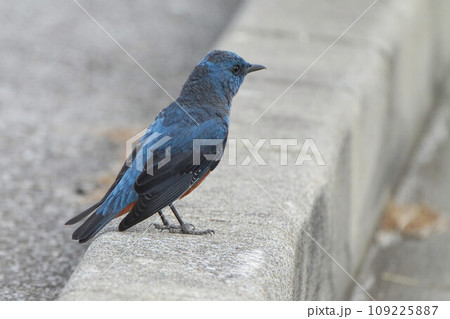 沖縄の美しいイソヒヨドリ 沖縄の美しいイソヒヨドリ 109225887