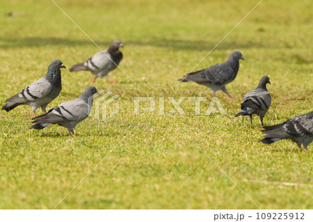 公園の鳩 109225912